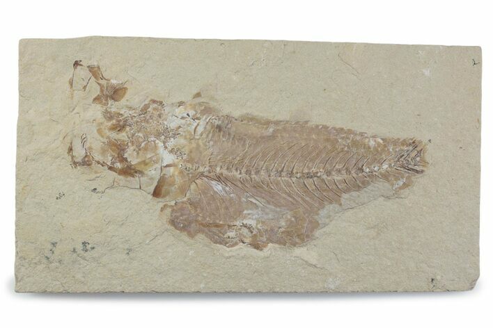 Cretaceous Fossil Fish - Lebanon #376358